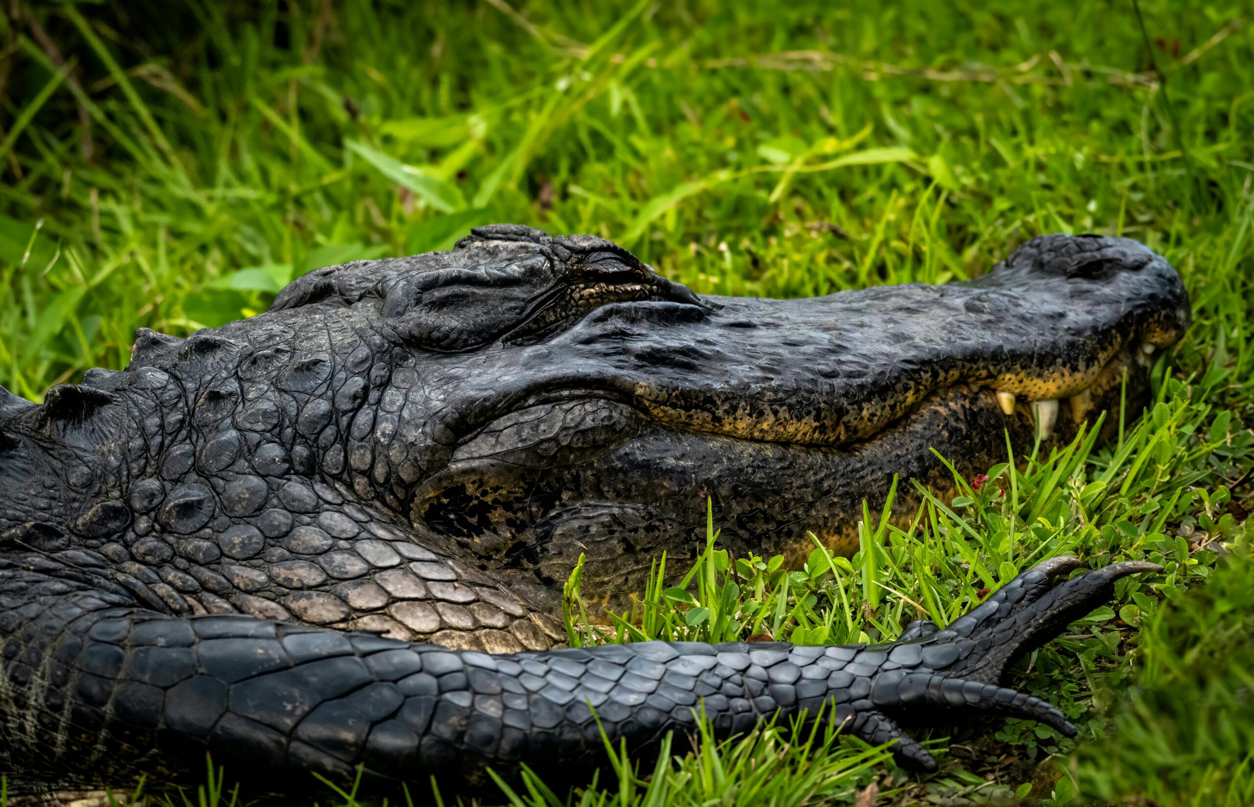 Detailed capture of an alligator lounging on lush green grass in Everglades City, Florida.